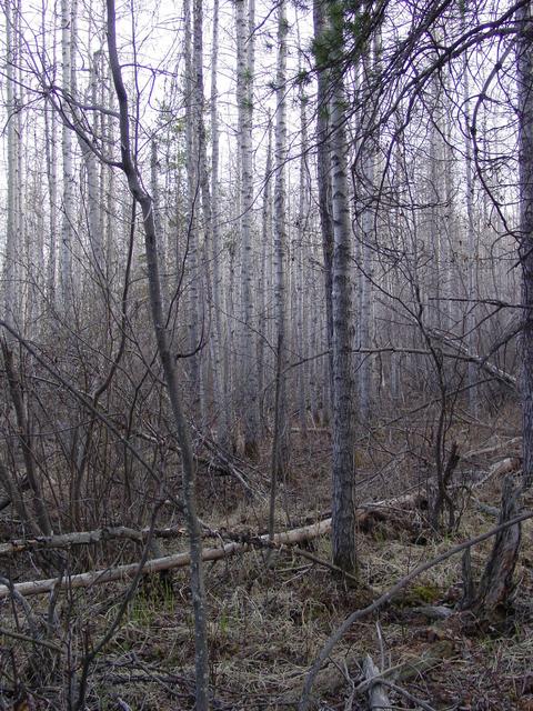 From the confluence looking North