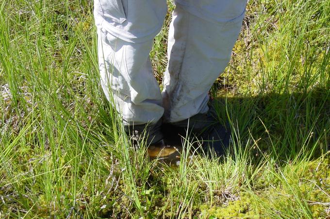 Ankle deep in beautiful BC muskeg