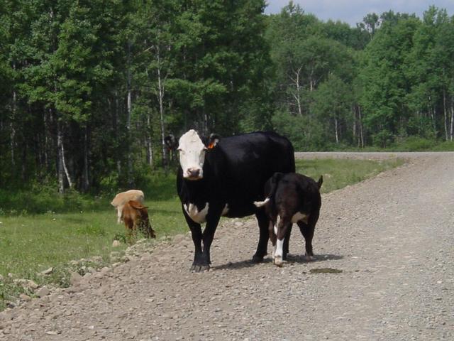 Some cows we saw on the way in