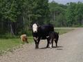 #6: Some cows we saw on the way in