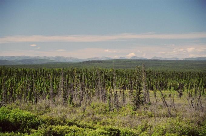 View from Alaska Highway, north of Buckinghorse River