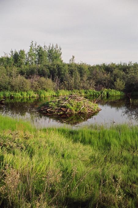 beaver bridge guardians