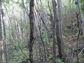 #3: Looking north from the confluence.