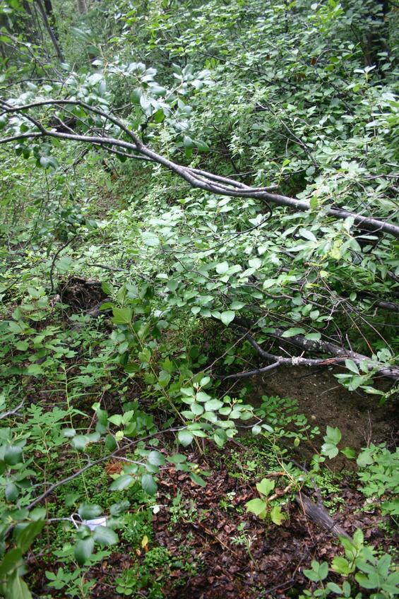 Overview of the confluence point (10m away)