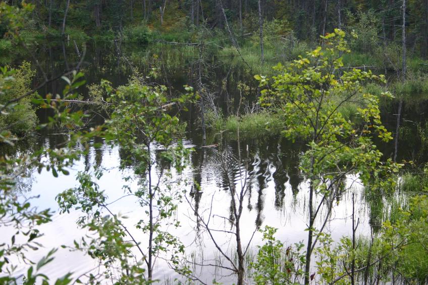 Beaver swimming in one of the lakes