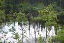 #9: Beaver swimming in one of the lakes