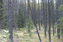 #4: forest, 2.91km to confluence