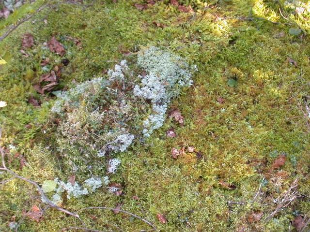 Forest Floor At Confluence