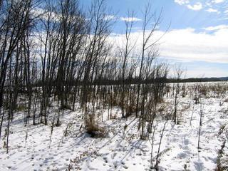 #1: View south from confluence.  Border is on other side of trees