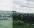 #2: Cornfield