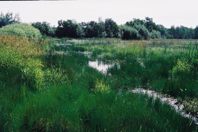 The first marsh