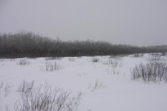 #1: General surroundings of the site 51N 98W, it's snowing