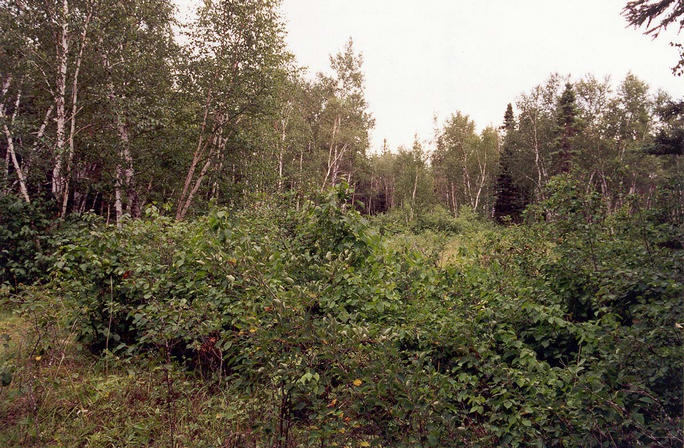 The way north from near the confluence is blocked by saskatoon bushes.