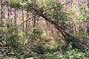 #7: Mysterious structure over the trail at 52° 0.067"N  100° 0.348"W