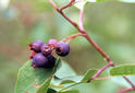 #9: Saskatoon berries at the confluence