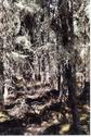 #2: Typical boreal forest