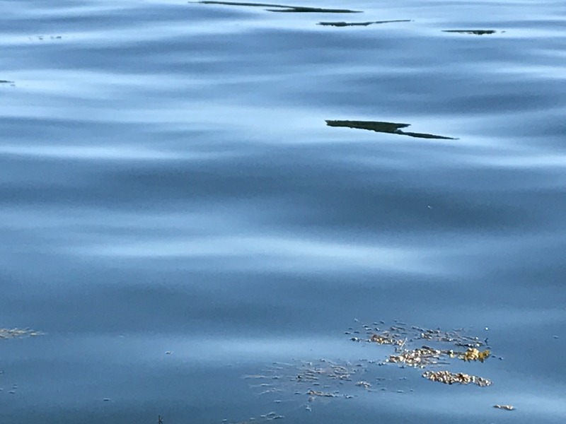 General area of the confluence with seaweed