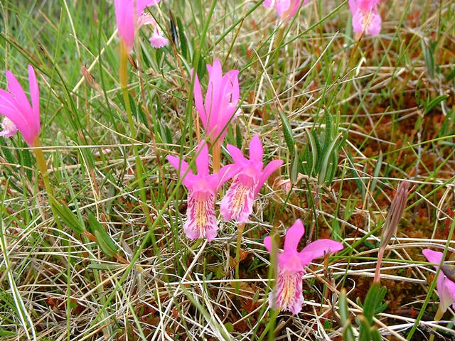 Dragon's Mouth Orchids