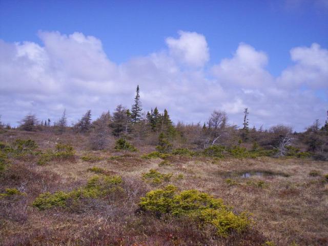 Looking north from confluence