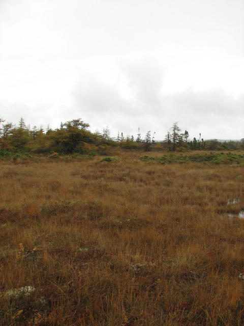 Looking north from confluence point.