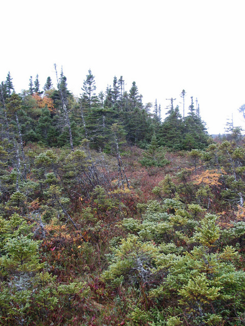 Looking south from confluence point.