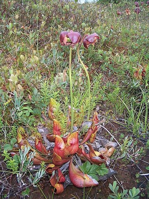 The Provincial Flower of Newfoundland & Labrador, the Pitcher Plant, growing nearby.