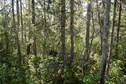 #7: Facing East from Confluence