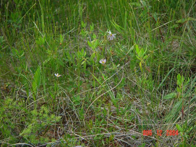 Some flowers near the point