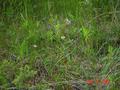 #7: Some flowers near the point