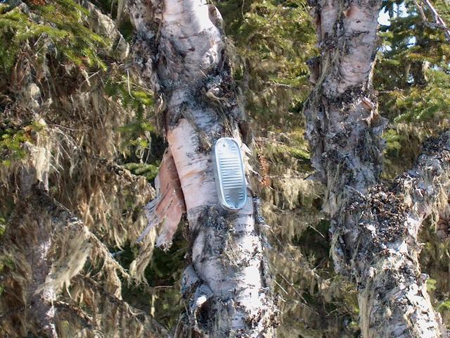 Marker on birch tree at 52N56W