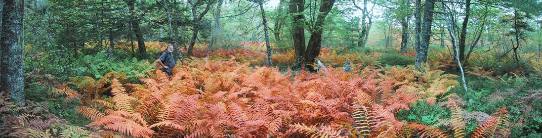 Dave in a panorama of ferns