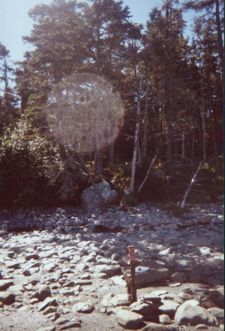 Looking back south at the survey cut