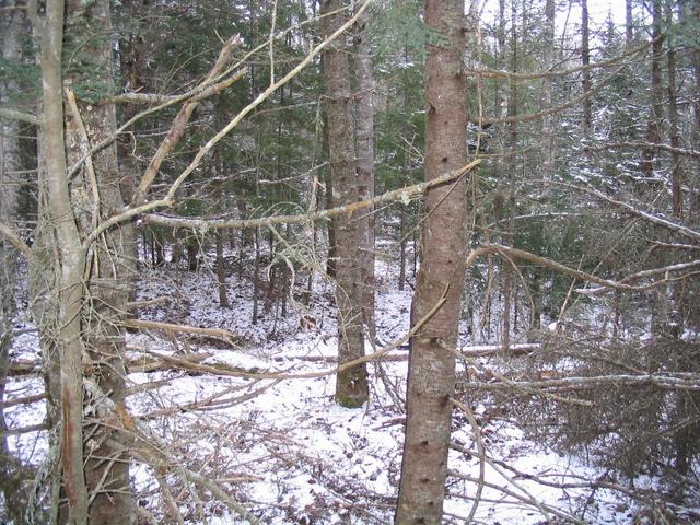 Looking E from the confluence