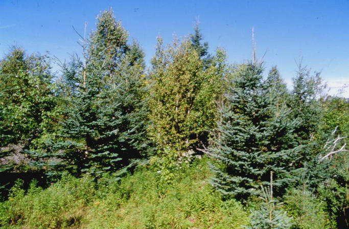 The view north from the confluence into some trees.