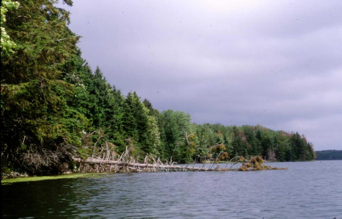 The view east along the shoreline.