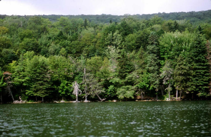 The view looking north from the confluence.