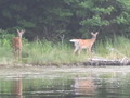 #7: White tail deer