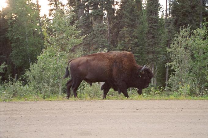 Wood Bison beside highway near Fort Liard