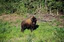 #8: Wood Bison near Netsa River