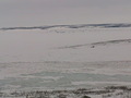 #5: From the confluence looking West at Artillery Lake and beyond the lake is the tree line.