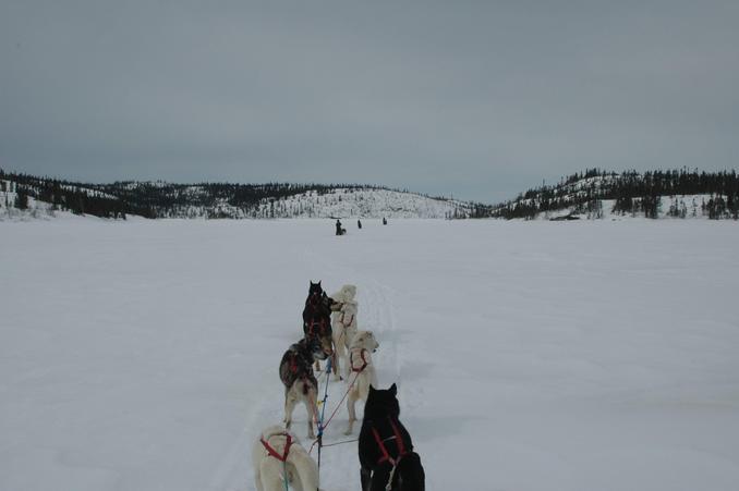Dog teams heading north east