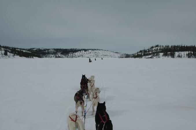 Dog teams heading north east