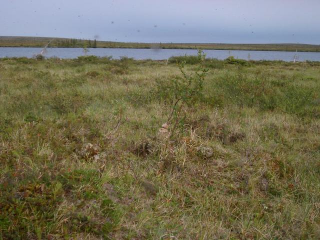 The confluence and view facing east, with bugs.