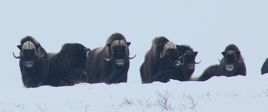 More interesting. These animals were about 300 m from the confluence...obviously they had bagged it before us.