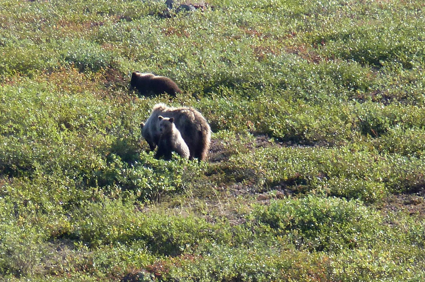 mum grizzly bear with two cubs seen further north