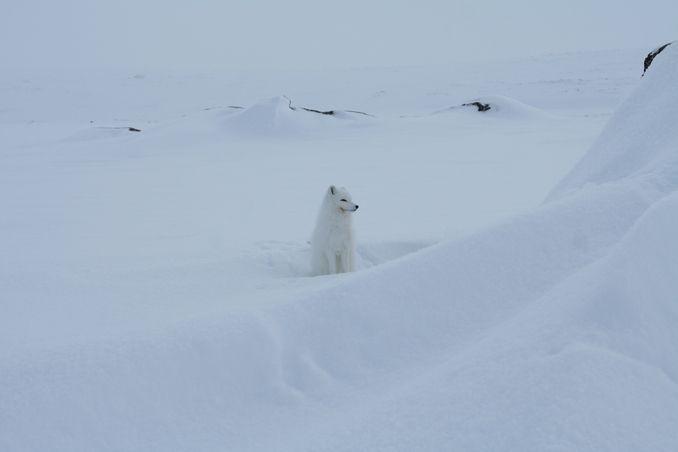 Arctic Fox Posing