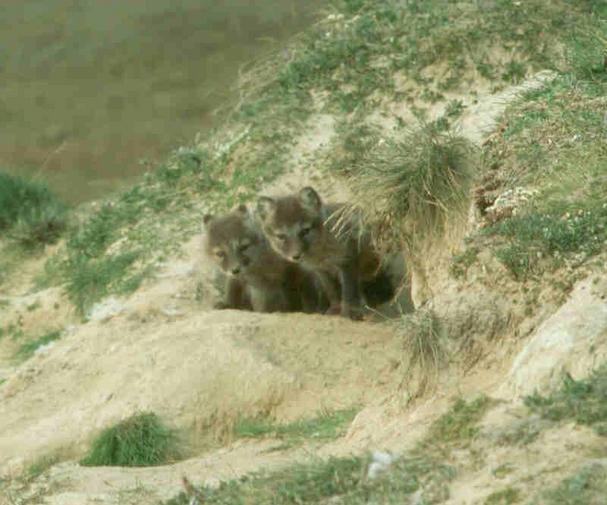 Young foxes near confluence