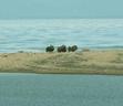 #11: Musk-oxes near confluence