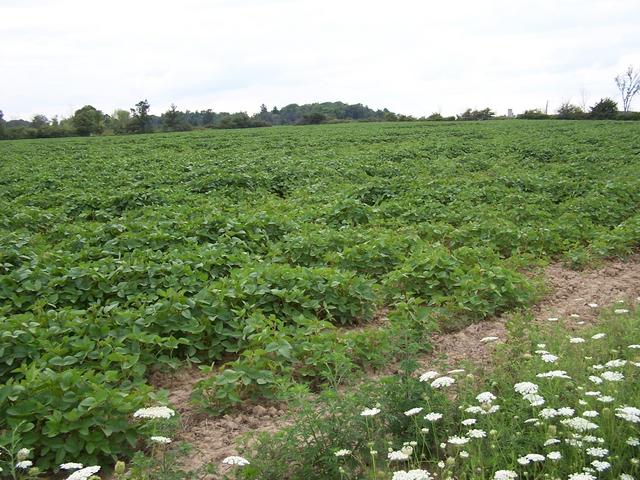 Overview from about 70 m.