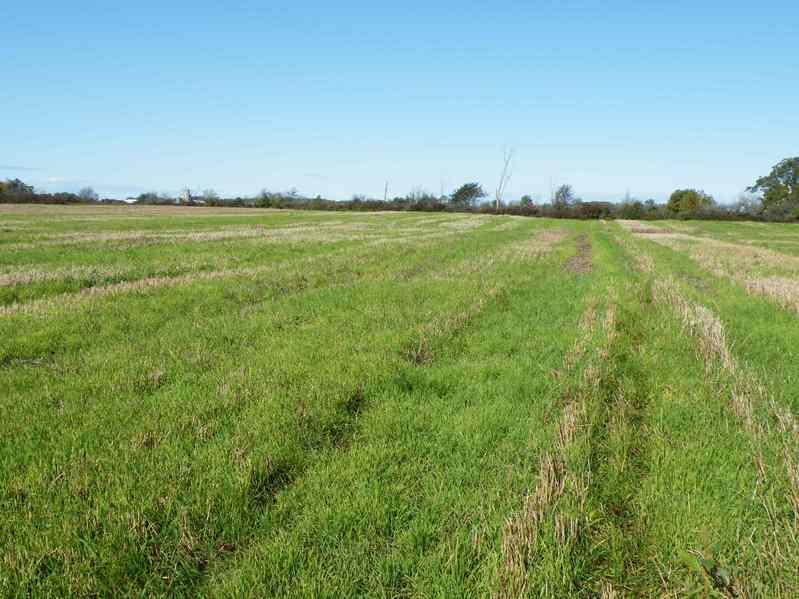 The confluence is in this field, taken from the boundary with the neighbouring field